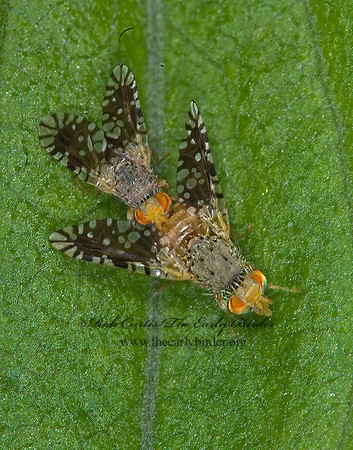 Euaresta bella FRUIT FLY 6013784z