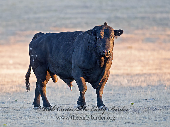 Bos taurus  BULL 6037251z