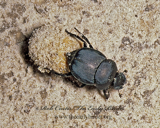 Canthon imitator DUNG BEETLE 49725 z