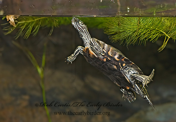 Graptemys oculifera   RINGED SAWBACK TURTLE 8016019z
