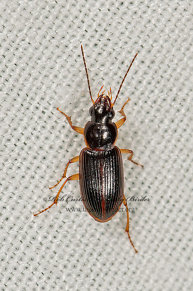 Stenolophus ochropezus  SEEDCORN BEETLE 9066415z