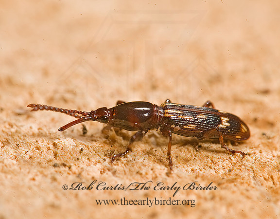 Arrhenodes minutus 8014391z
