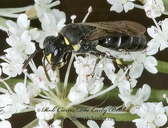Hylaeus (Prosopis) 5012581z