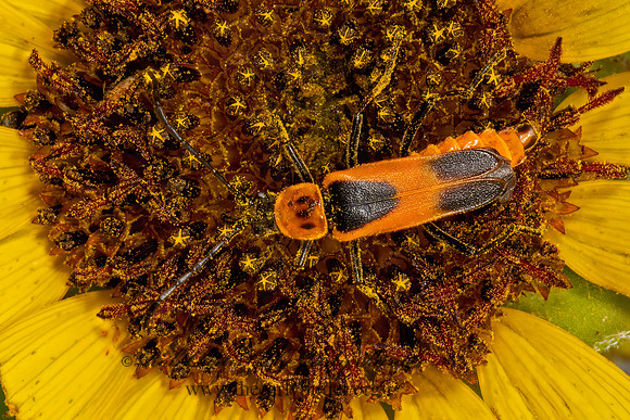 Chauliognathus basalis  COLORADO SOLDIER BEETLE 3023358z