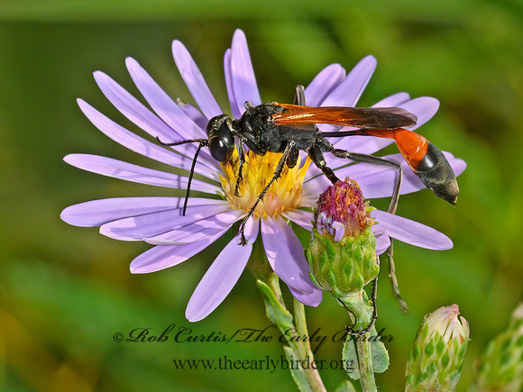 Ammophila pictipennis  THREAD-WAISTED WASP 1305502z
