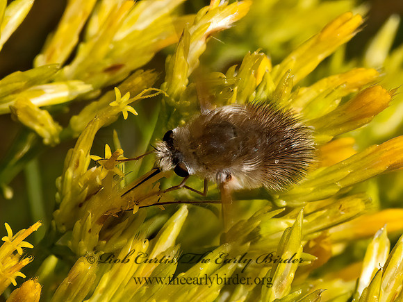 Anastoechus BEE FLY 3024081z