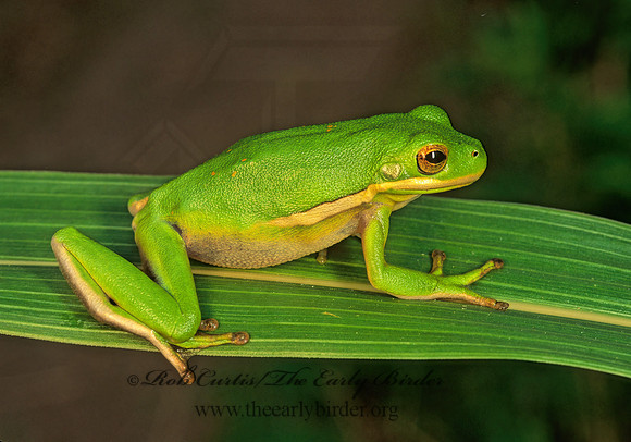Dryophytes cinerea  AMERICAN GREEN TREE FROG 174828 z