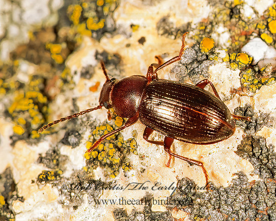 Dinomus  HELOPINI DARKLING BEETLE 143922z