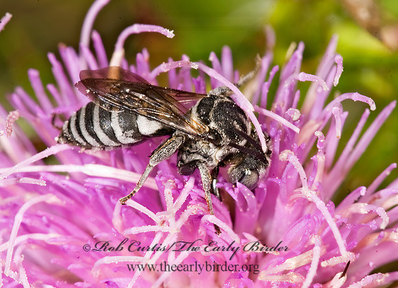 Triepeolus donatus 8017401z