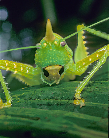 Copiphora rhinocerus  RHINOCEROS KATYDID  194833z