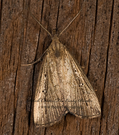 Macrochilo orciferalis  BRONZY MACROCHILO 8016597z