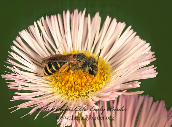 Halictus ligatus  LIGATED FURROW BEE 289828 z