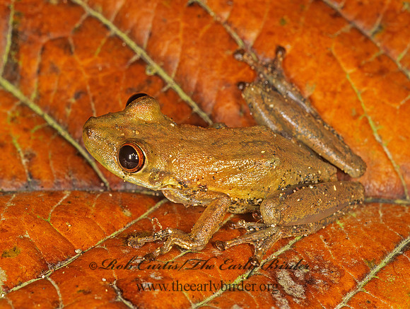Hylambates boulengeri  BOULENGER'S STRIPED FROG 194407 z