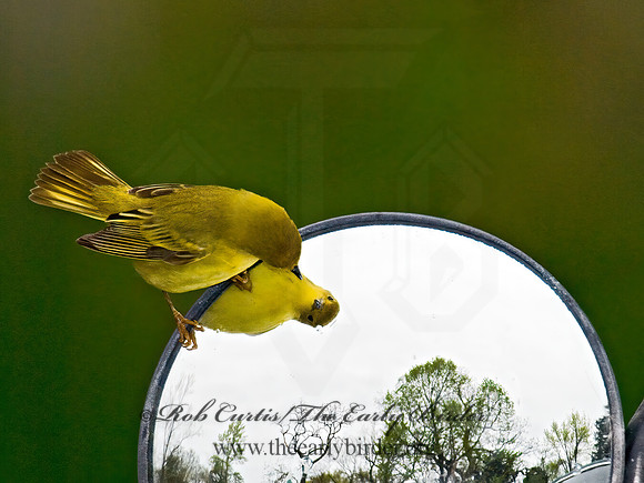 Setophaga petechia  YELLOW WARBLER 6005091z