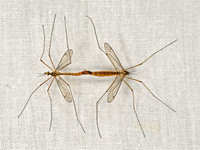 Nephrotoma cornicina TIGER CRANE FLY  9066293z