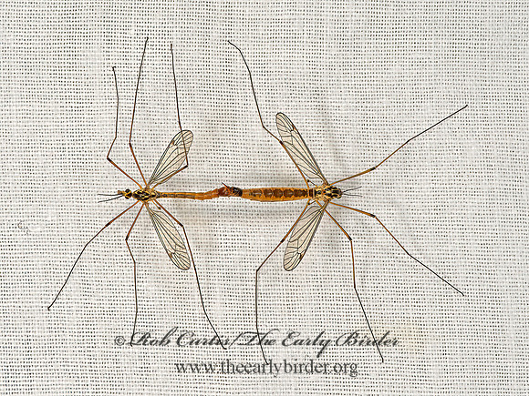 Nephrotoma cornicina TIGER CRANE FLY  9066293z