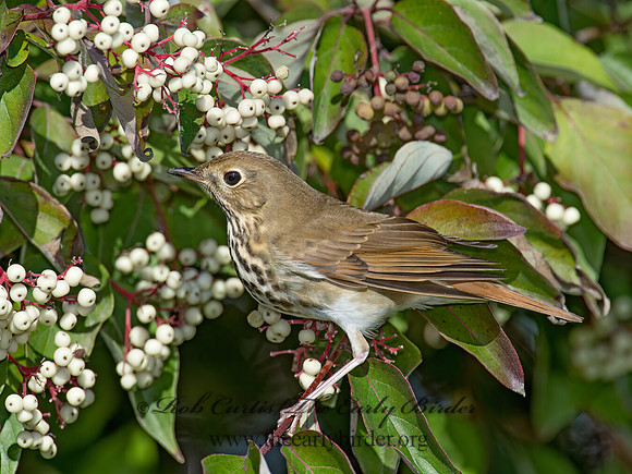 Catharus guttatus  HERMIT THRUSH 9015717z