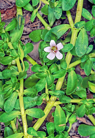 Bacopa monnieri   WATER HYSSOP 247904z