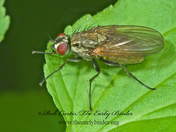 Delia or Botanophila  ROOT-MAGGOT FLY 4002923z