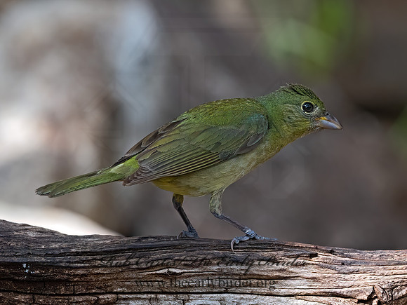 Passerina ciris  PAINTED BUNTING 3039618z