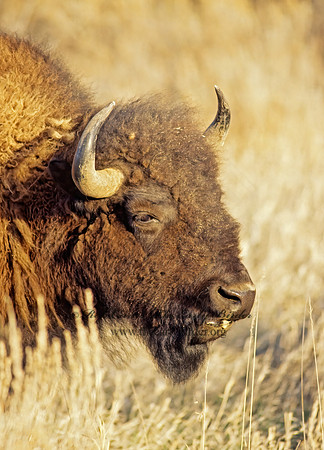 Bison bison  BISON 143336z