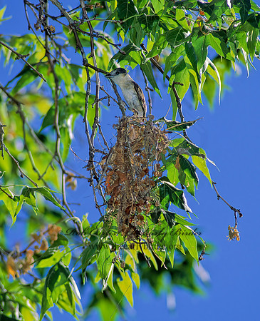 Pachyramphus aglaiae  ROSE-THROATED BECARD 94611z