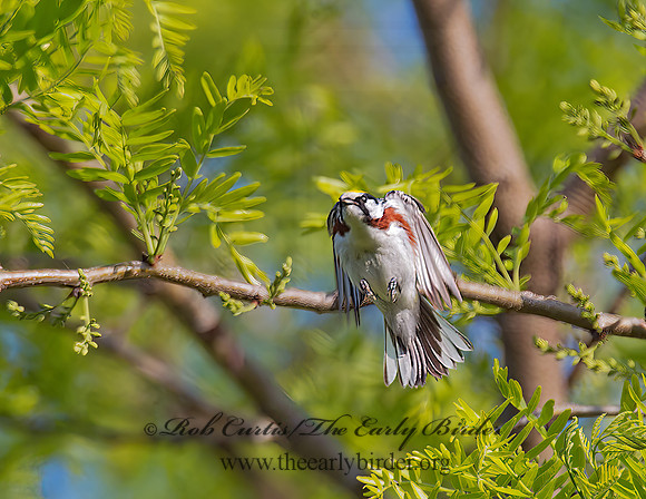 Setophaga pennsylvanica  CHESTNUT-SIDED WARBLER 9001516z