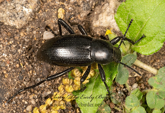 Eleodes carbonaria  DESERT STINK BEETLE 3034784z