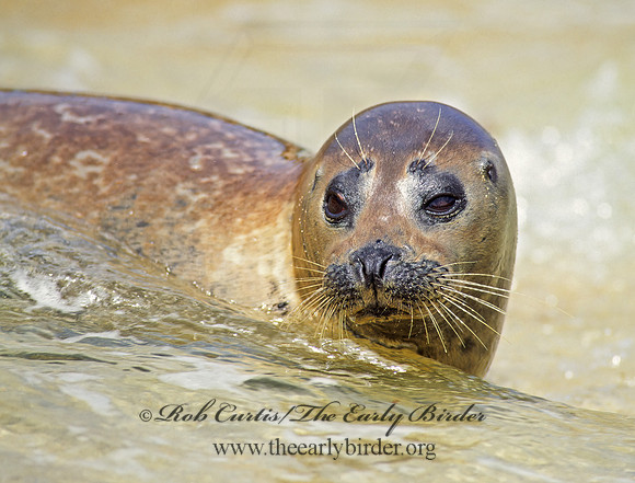 Phoca vitulina  HARBOR SEAL 124524z