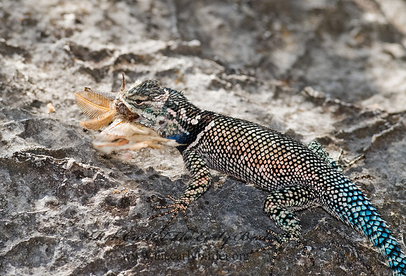 Sceloporus jarrovi  YARROW'S SPINY LIZARD 6026760z