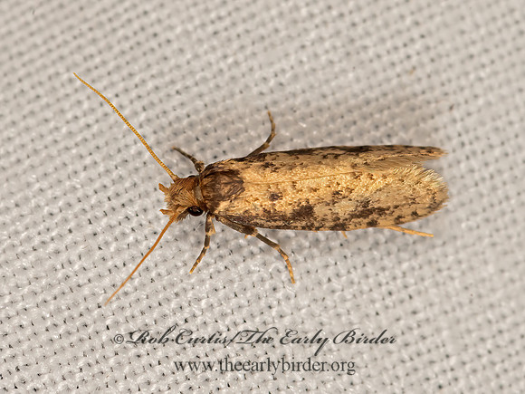 Amydria effrentella  BURROWING WEBWORM MOTH 3026041z