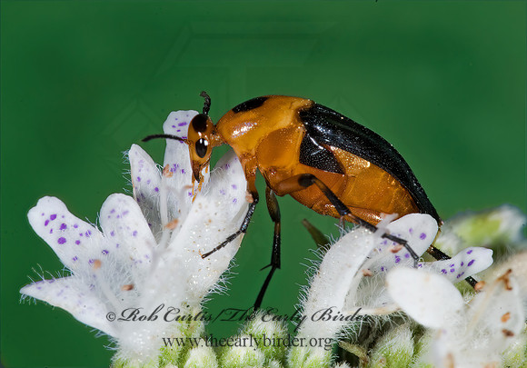 Macrosiagon limbata 7012031z
