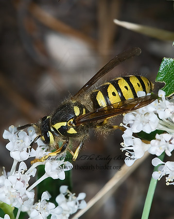 Dolichovespula arenaria  COMMON AERIAL YELLOWJACKET~ 7010340 z