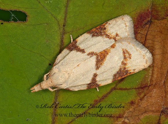 Cenopis karacana TORTRICID MOTH 3013443z