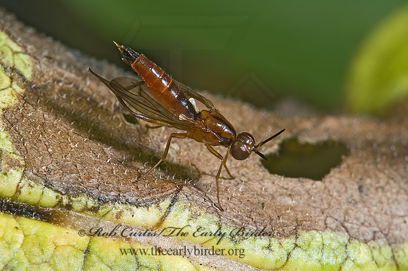 Loxocera cylindrica  RUST FLY 5001509 spz