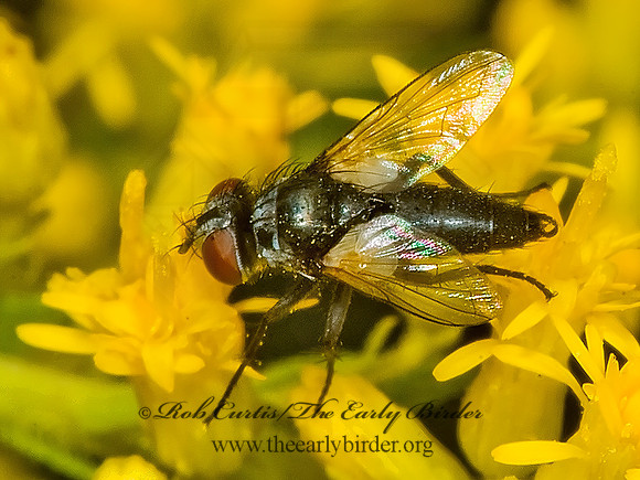 Leucostoma aterrimum~  TACHINID FLY~ 5015557z
