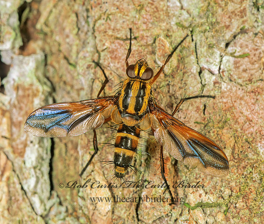 Euantha litturata  SOPHIINI TACHINID FLY 261221z