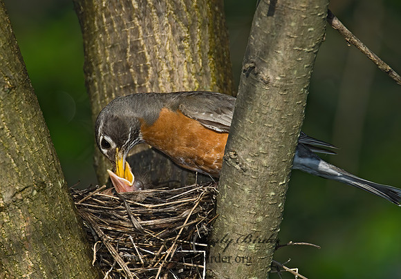 Turdus migratorius  AMERICAN ROBIN 6005394z