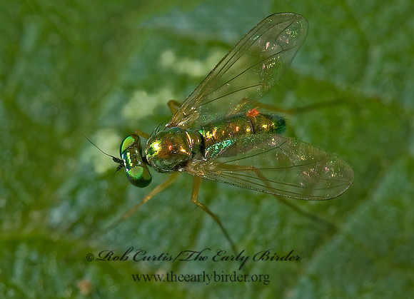 Amblypsilopus scintillans  LONGLEGGED FLY 5000467z