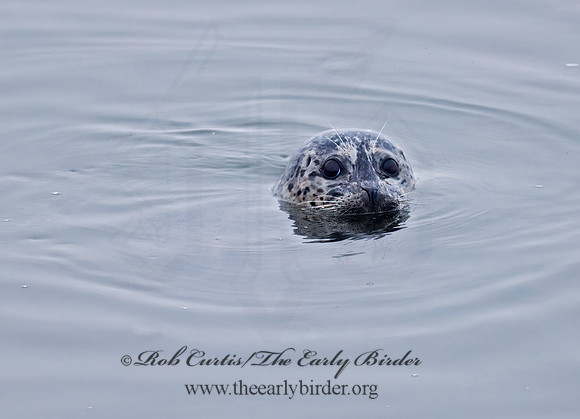 Phoca vitulina  HARBOR SEAL 7017393z