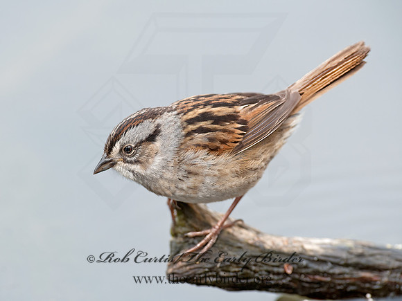 Melospiza georgiana  SWAMP SPARROW 8032760z