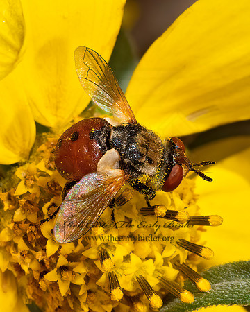 Gymnosoma  PHASIINAE TACHINID FLY 3024936z