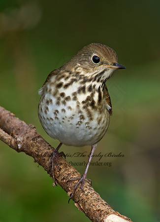 Catharus guttatus  HERMIT THRUSH 8019194z