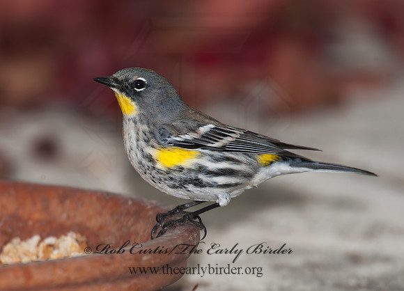 Setophaga coronata auduboni  AUDUBONS WARBLER 8020704z