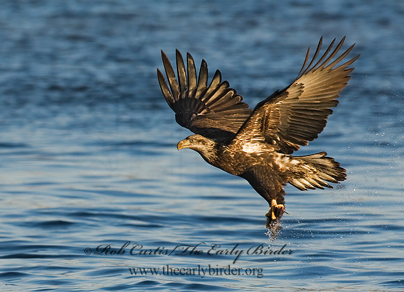 Haliaeetus leucocephalus  BALD EAGLE 8009820z