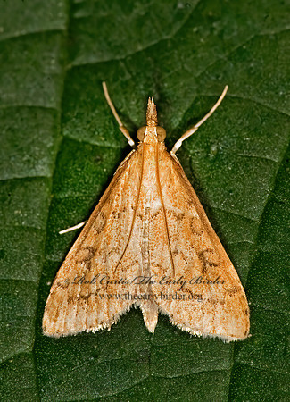 Udea rubigalis CELERY LEAFTIER MOTH 8017115z