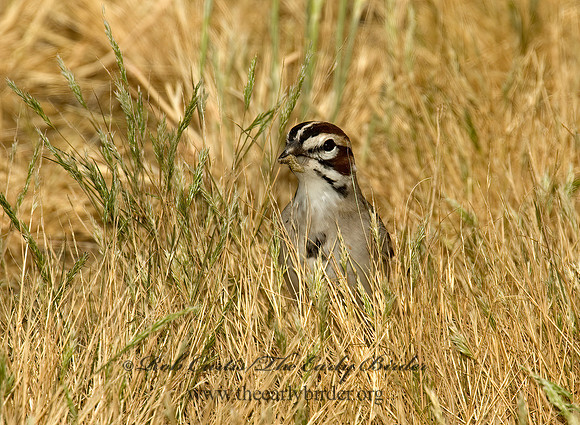 Chondestes grammacus  LARK SPARROW 5005301 z