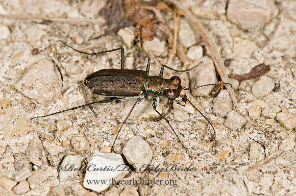 Cicindelidia punctulata 8015891z