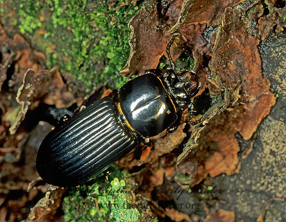 Odontotaenius disjunctus 173906z