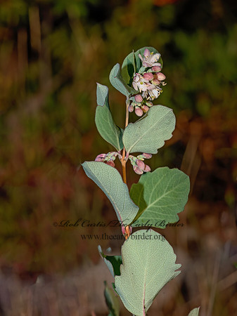 Symphoricarpos occidentalis  WESTERN SNOWBERRY 3024124z